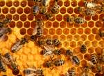 abeja