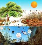 ecosistemas